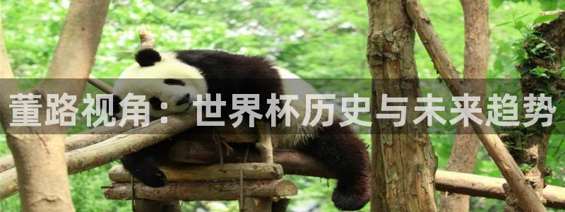 世界杯小组赛赛程：董路视角：世界杯历史与未来趋势