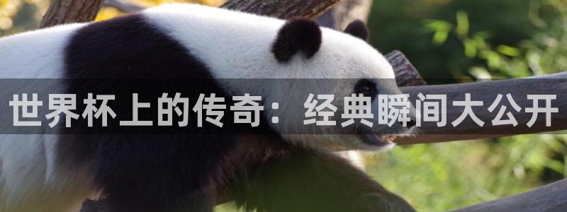 2026世界杯赛：世界杯上的传奇：经典瞬间大公开